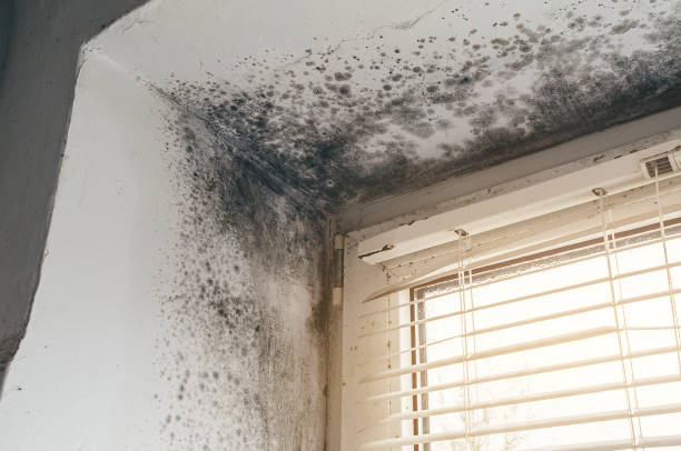 Affordable Attic Mold Remediation solutions in New Bloomfield, PA